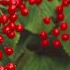 Viburnum dilatatum 'Asian Beauty', fruit