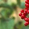 Viburnum dilatatum 'Asian Beauty', fruit