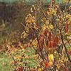 Viburnum dilatatum 'Michael Dodge', habit