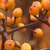 Viburnum dilatatum 'Michael Dodge', fruit