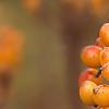 Viburnum dilatatum 'Michael Dodge', fruit