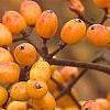 Viburnum dilatatum 'Michael Dodge', fruit