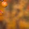 Viburnum dilatatum 'Michael Dodge', fruit