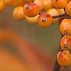 Viburnum dilatatum 'Michael Dodge', fruit
