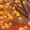 Viburnum dilatatum 'Michael Dodge', fruit