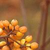 Viburnum dilatatum 'Michael Dodge', fruit