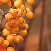 Viburnum dilatatum 'Michael Dodge', fruit