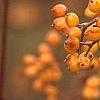 Viburnum dilatatum 'Michael Dodge', fruit