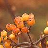 Viburnum dilatatum 'Michael Dodge', fruit