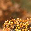 Viburnum dilatatum 'Michael Dodge', fruit