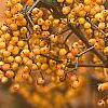 Viburnum dilatatum 'Michael Dodge', fruit