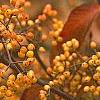 Viburnum dilatatum 'Michael Dodge', fruit