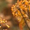 Viburnum dilatatum 'Michael Dodge', fruit