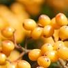 Viburnum dilatatum 'Michael Dodge', fruit