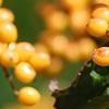 Viburnum dilatatum 'Michael Dodge', fruit