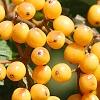 Viburnum dilatatum 'Michael Dodge', fruit