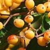 Viburnum dilatatum 'Michael Dodge', fruit