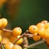 Viburnum dilatatum 'Michael Dodge', fruit
