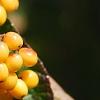 Viburnum dilatatum 'Michael Dodge', fruit