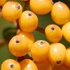 Viburnum dilatatum 'Michael Dodge', fruit
