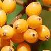 Viburnum dilatatum 'Michael Dodge', fruit