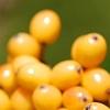 Viburnum dilatatum 'Michael Dodge', fruit
