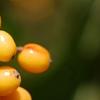 Viburnum dilatatum 'Michael Dodge', fruit