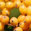 Viburnum dilatatum 'Michael Dodge', fruit
