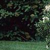 Viburnum 'Eskimo', habit