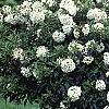 Viburnum 'Eskimo', habit
