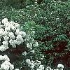 Viburnum 'Eskimo', habit