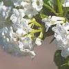Viburnum farreri 'Album', flowers
