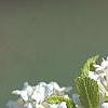 Viburnum farreri 'Album', flowers