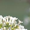 Viburnum farreri 'Album', flowers