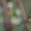 Viburnum farreri 'Album', flowers