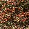 Viburnum x jackii, habit