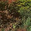 Viburnum x jackii, habit