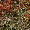 Viburnum x jackii, habit