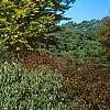 Viburnum x jackii, habit