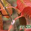 Viburnum x jackii, fall color
