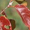 Viburnum x jackii, fall color