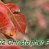 Viburnum x jackii, fall color