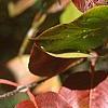 Viburnum x jackii, fall color