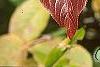 Viburnum x jackii, fall color