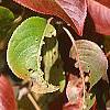 Viburnum x jackii, fall color