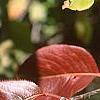 Viburnum x jackii, fall color