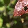 Viburnum x jackii, fall color