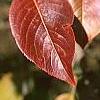 Viburnum x jackii, fall color