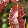 Viburnum x jackii, fall color