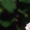 Viburnum x juddii, flowers